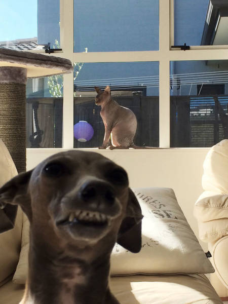 Dogs Are Really Good At Ruining Photos (50 pics)