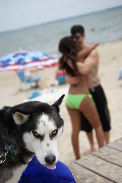 Dogs Are Really Good At Ruining Photos (50 pics)
