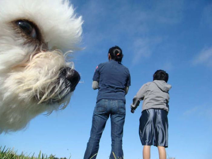 Dogs Are Really Good At Ruining Photos (50 pics)