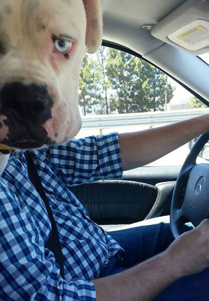 Dogs Are Really Good At Ruining Photos (50 pics)