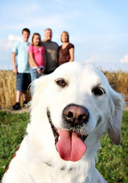 Dogs Are Really Good At Ruining Photos (50 pics)