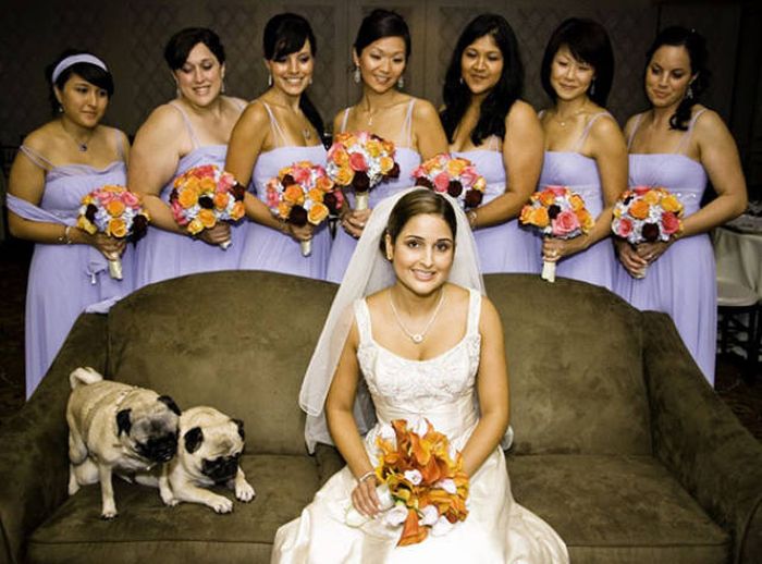 Dogs Are Really Good At Ruining Photos (50 pics)