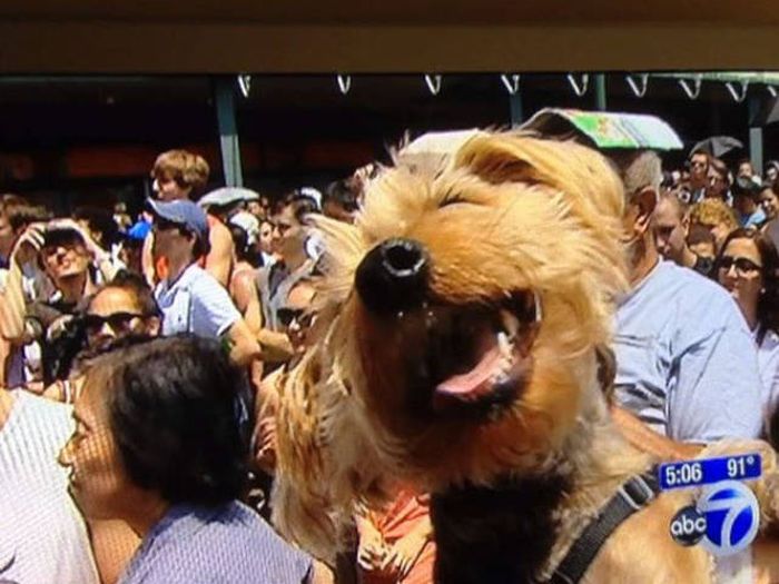 Dogs Are Really Good At Ruining Photos (50 pics)