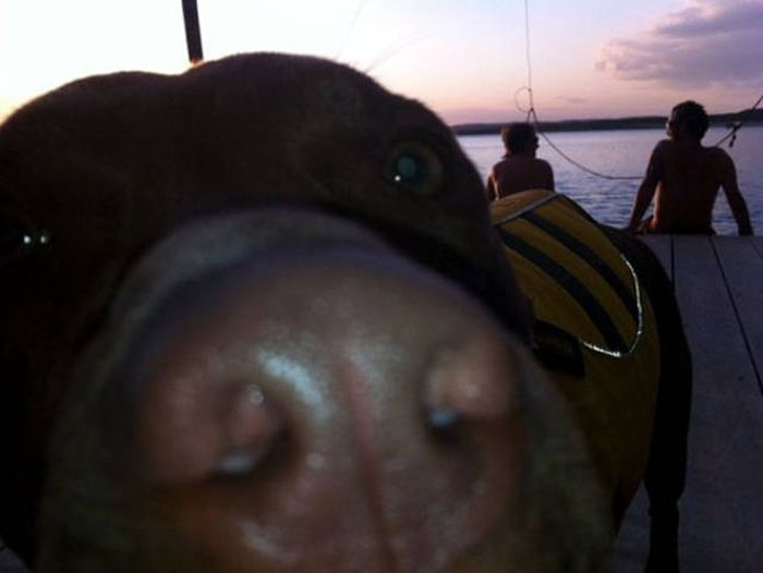 Dogs Are Really Good At Ruining Photos (50 pics)
