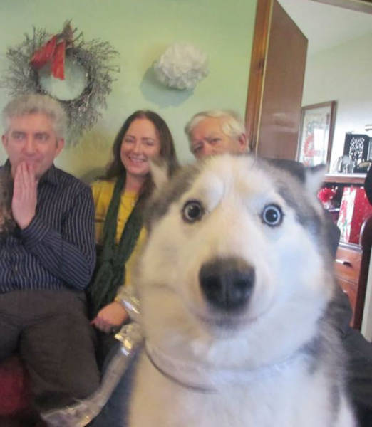 Dogs Are Really Good At Ruining Photos (50 pics)