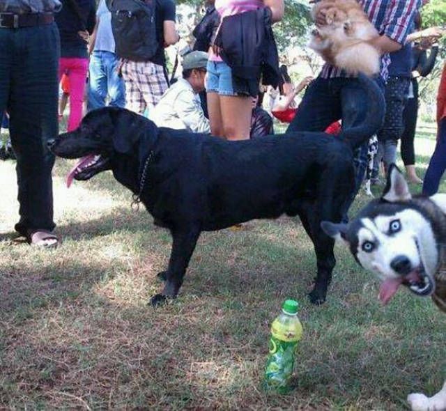 Dogs Are Really Good At Ruining Photos (50 pics)