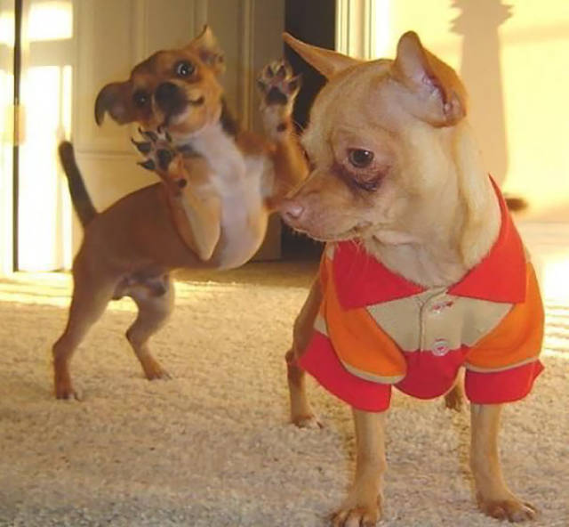 Dogs Are Really Good At Ruining Photos (50 pics)