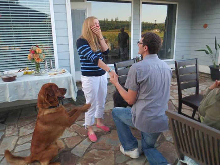 Dogs Are Really Good At Ruining Photos (50 pics)