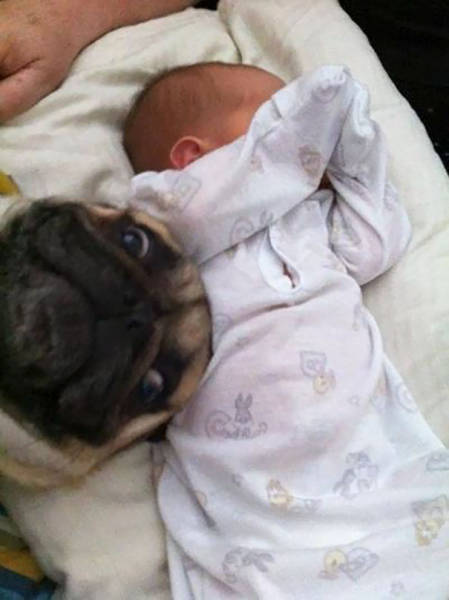 Dogs Are Really Good At Ruining Photos (50 pics)