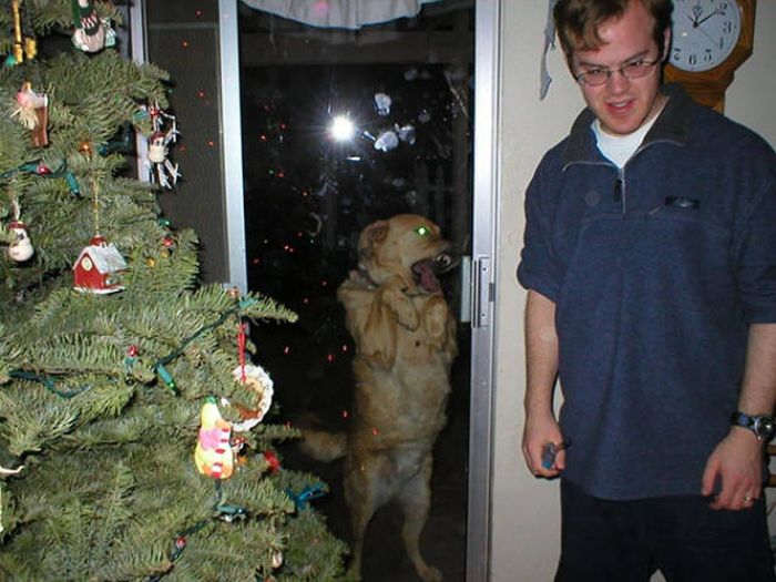 Dogs Are Really Good At Ruining Photos (50 pics)