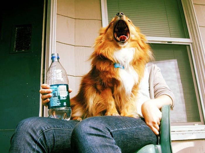 Dogs Are Really Good At Ruining Photos (50 pics)
