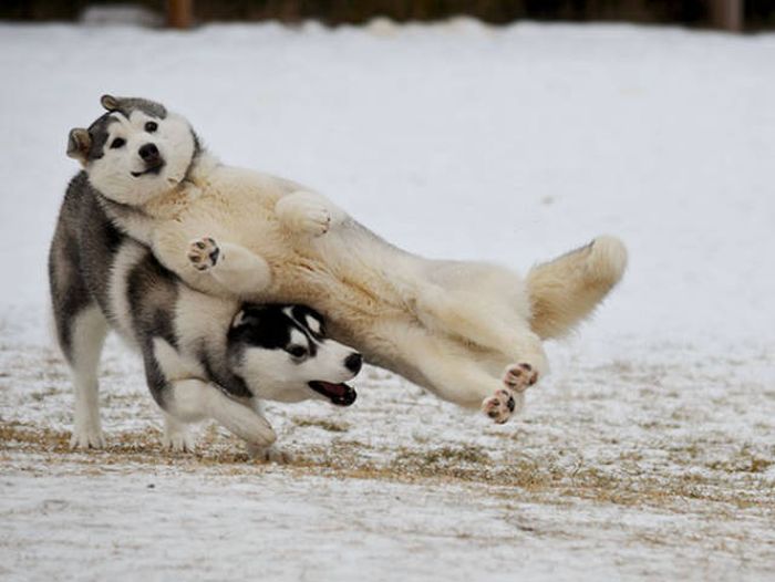 Dogs Are Really Good At Ruining Photos (50 pics)