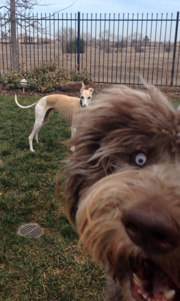 Dogs Are Really Good At Ruining Photos (50 pics)