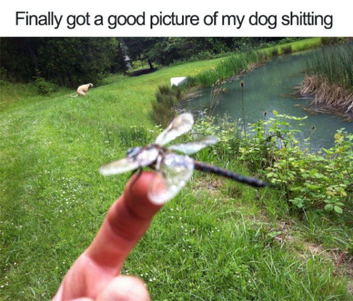 Dogs Are Really Good At Ruining Photos (50 pics)