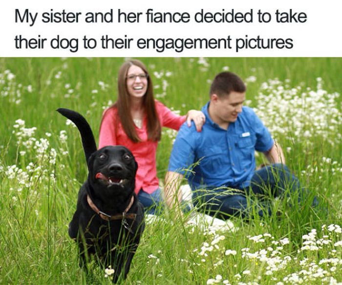 Dogs Are Really Good At Ruining Photos (50 pics)