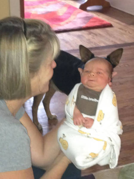 Dogs Are Really Good At Ruining Photos (50 pics)