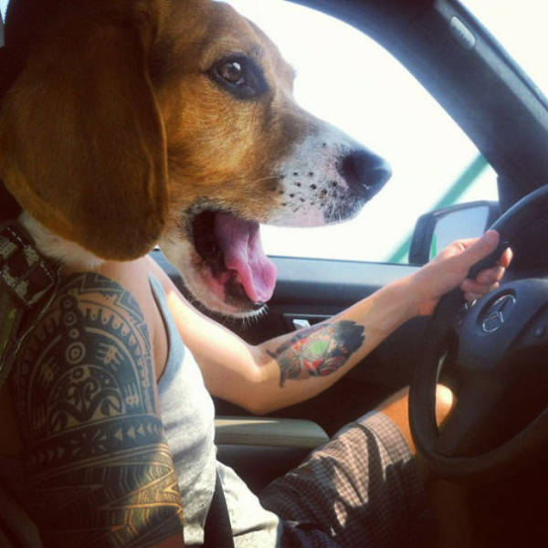 Dogs Are Really Good At Ruining Photos (50 pics)