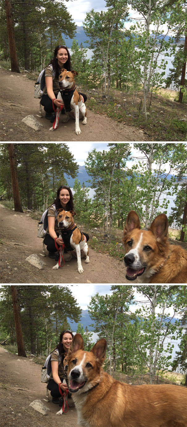 Dogs Are Really Good At Ruining Photos (50 pics)