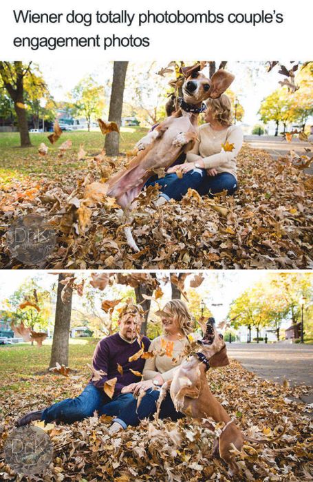 Dogs Are Really Good At Ruining Photos (50 pics)