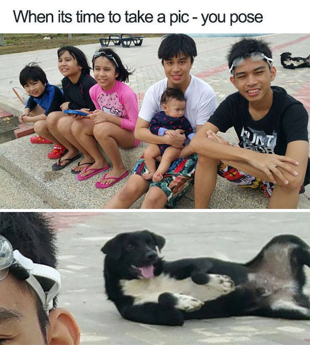 Dogs Are Really Good At Ruining Photos (50 pics)