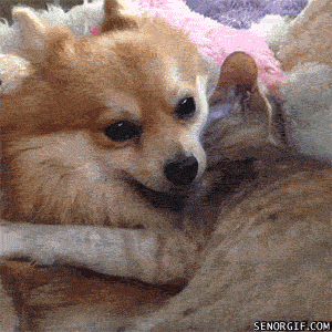 Acid Gifdump, April 19, 2017 (25 gifs)