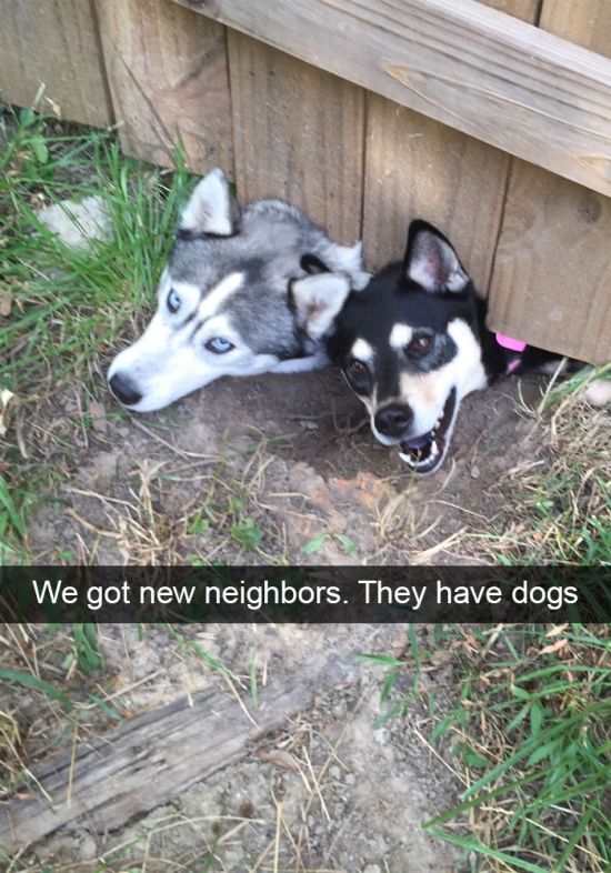 Hilarious Dog Snapchats That Will Keep You Laughing All Week (30 pics)