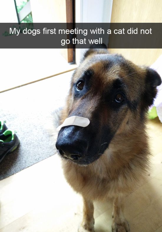 Hilarious Dog Snapchats That Will Keep You Laughing All Week (30 pics)