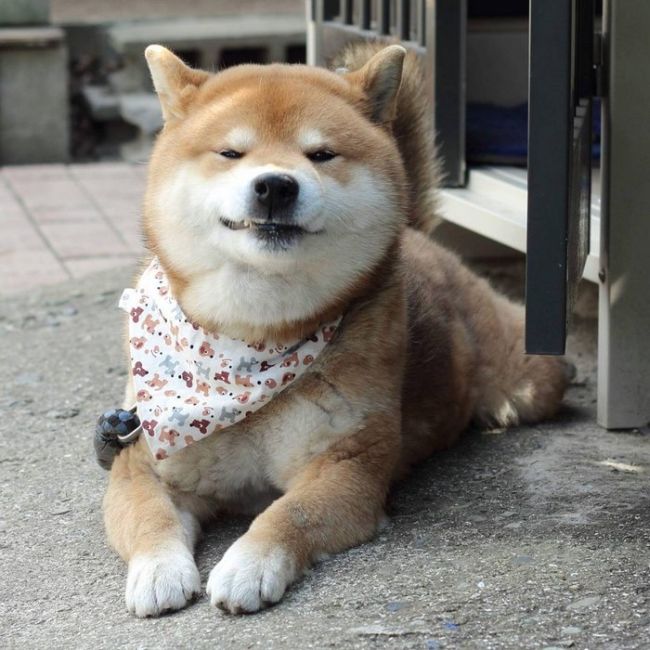 Ryuji Is The Most Adorable Shiba From Japan (17 pics)