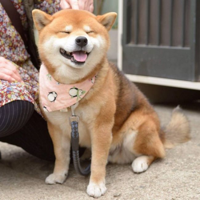 Ryuji Is The Most Adorable Shiba From Japan (17 pics)
