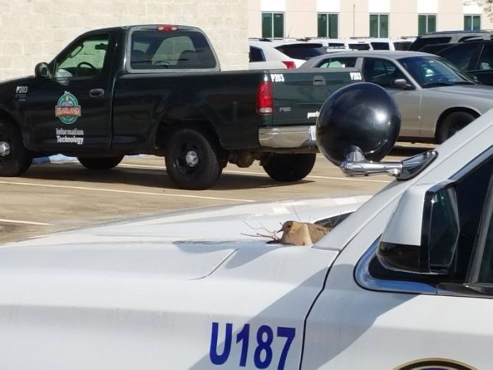 Police Disable Vehicle To Protect A Turtledove (4 pics)