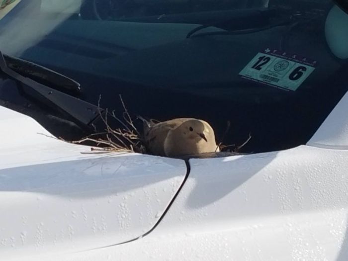 Police Disable Vehicle To Protect A Turtledove (4 pics)