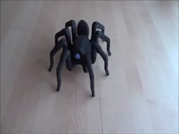 Robotic Spider Dancing To Cuban Pete