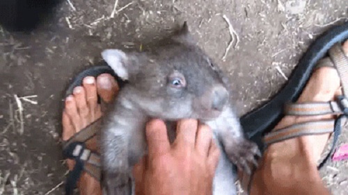 Acid Gifdump, April 21, 2017 (25 gifs)