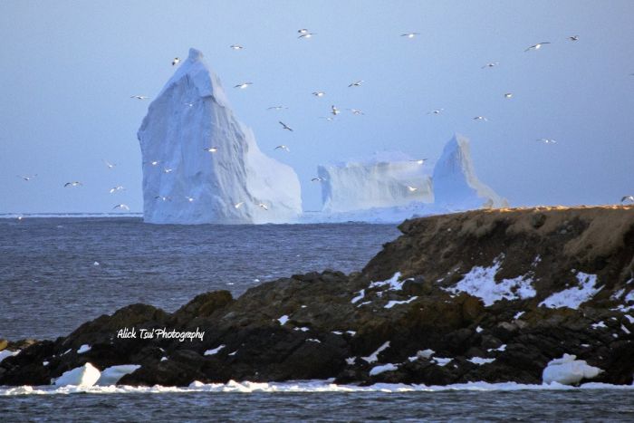 Stunning Photos Of Alley Of The Icebergs In Ferryland (15 pics)