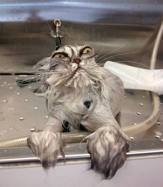 Cats Are The Greatest Actors In The Animal Kingdom (44 pics)