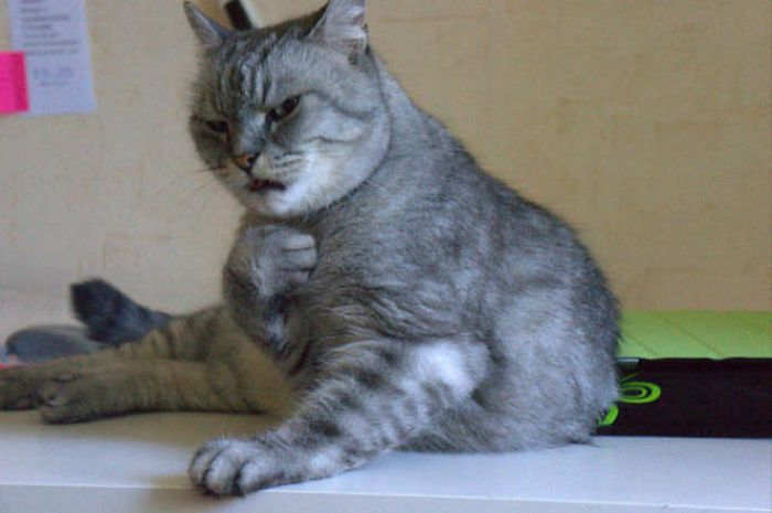 Cats Are The Greatest Actors In The Animal Kingdom (44 pics)