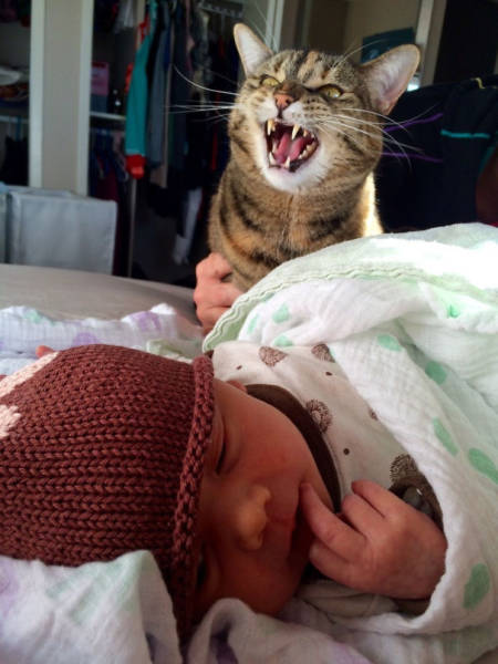 Cats Are The Greatest Actors In The Animal Kingdom (44 pics)