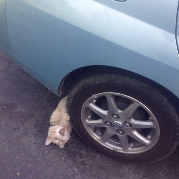 Cats Are The Greatest Actors In The Animal Kingdom (44 pics)