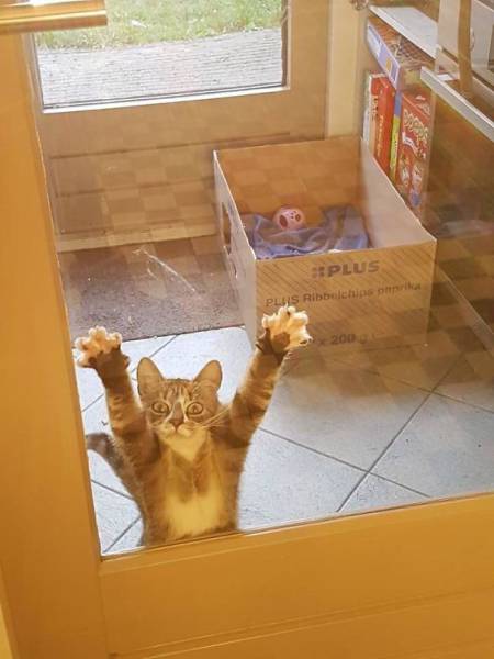 Cats Are The Greatest Actors In The Animal Kingdom (44 pics)