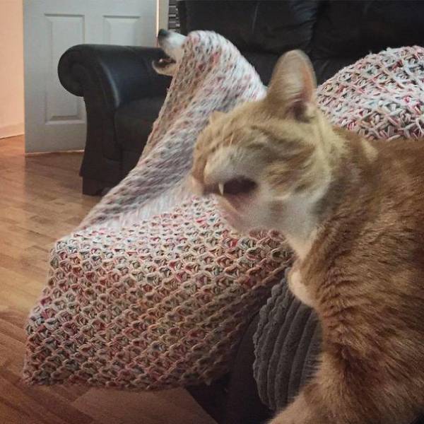 Cats Are The Greatest Actors In The Animal Kingdom (44 pics)