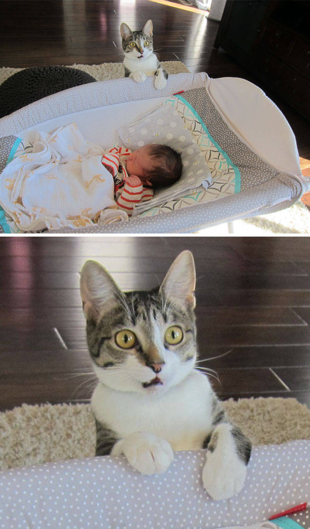 Cats Are The Greatest Actors In The Animal Kingdom (44 pics)