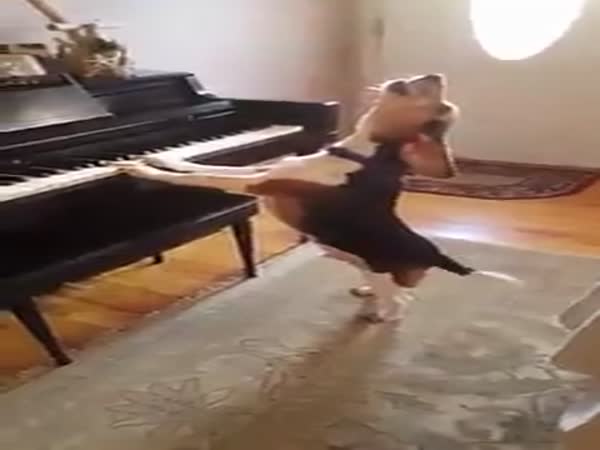 Dog Playing Piano