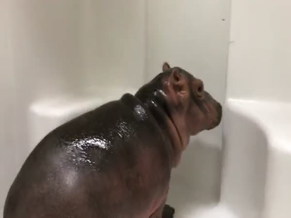 Little Hippo Shower