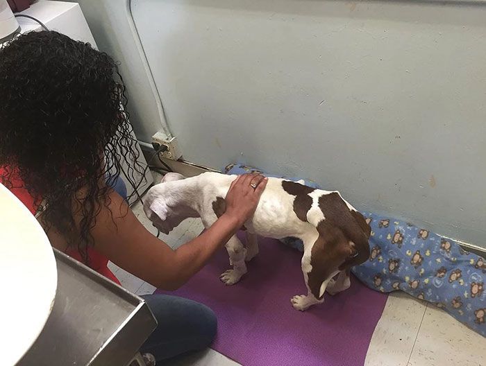 Starving Dog Found Dying On A Sidewalk Gets Real Love (6 pics)