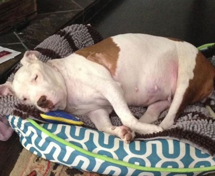 Starving Dog Found Dying On A Sidewalk Gets Real Love (6 pics)