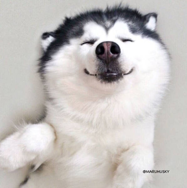 People Are Falling In Love With This Husky That Looks Like A Panda (32 pics)