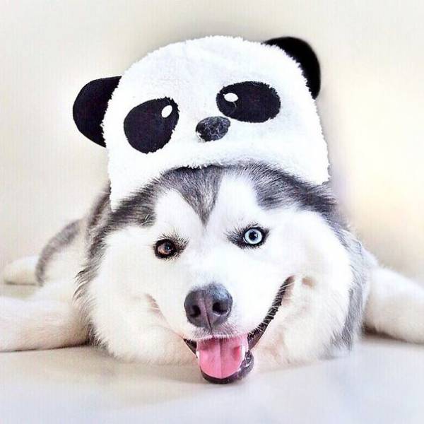 People Are Falling In Love With This Husky That Looks Like A Panda (32 pics)