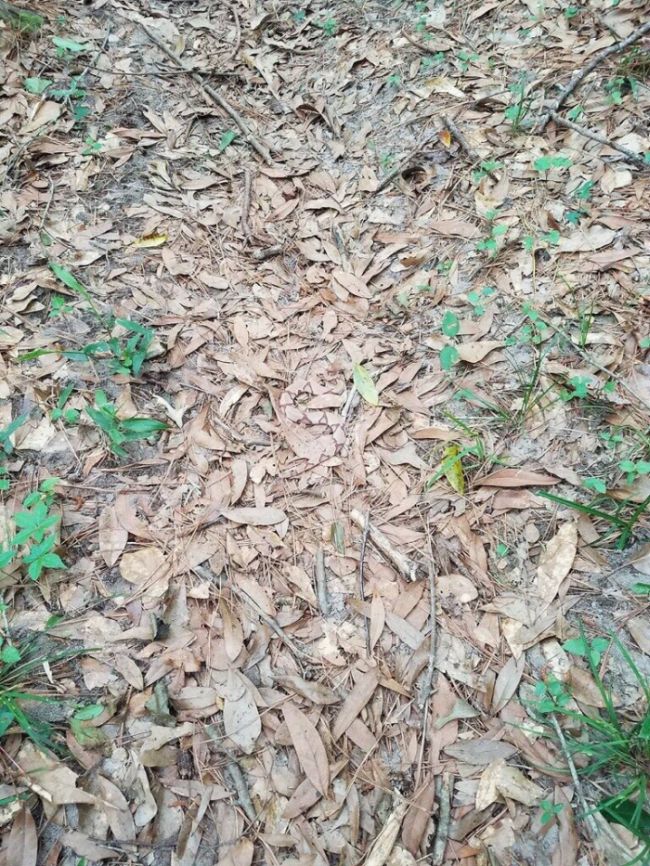 See If You Can Find The Snake (2 pics)