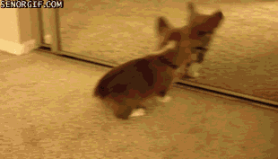 Acid Gifdump, April 27, 2017 (25 gifs)