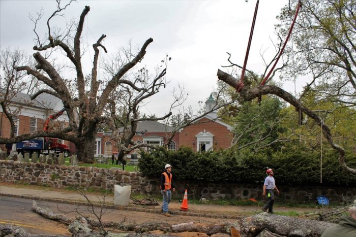 A 600 Year Old Oak Tree Finally Gets Cut Down (4 pics)